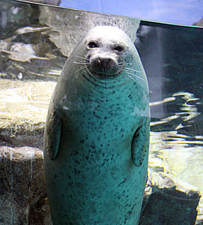 茨城　アクアワールド大洗水族館と那珂湊お買物♪